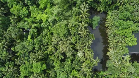 deep green forest in the sunney weather