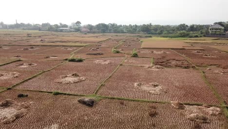 campos de arroz rurales indonesios y aldea
