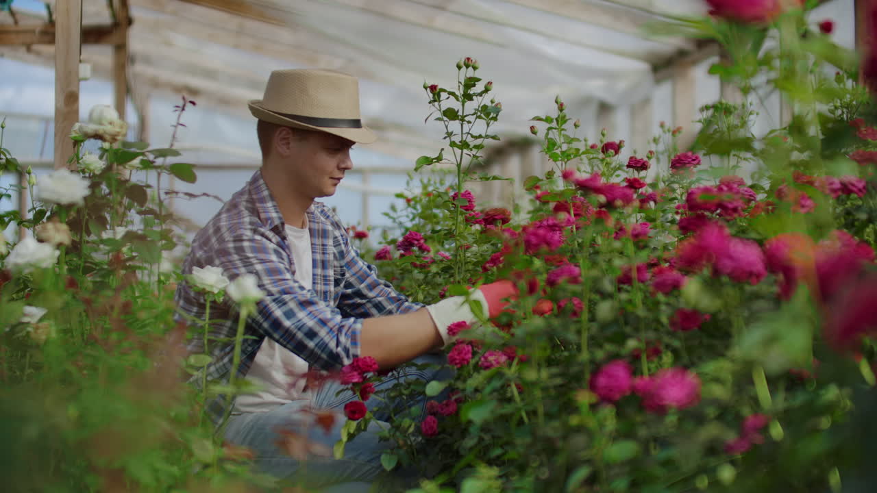 Serra con rose in crescita all'interno, dove un giardiniere maschio con un cappello ispeziona boccioli e petali di fiori. Una piccola attività di coltivazione di fiori