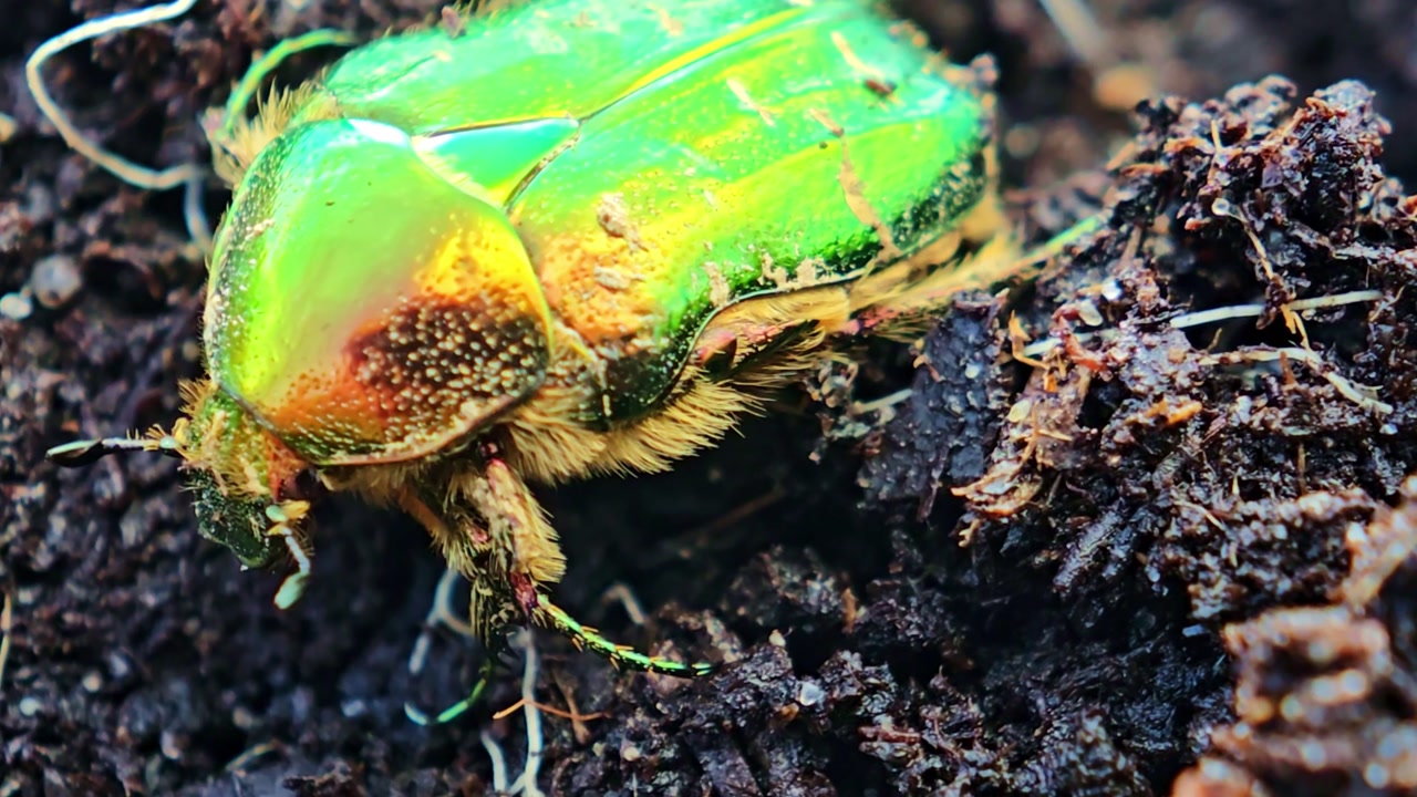 Macro shot of green beetle crawling through soil with detailed texture