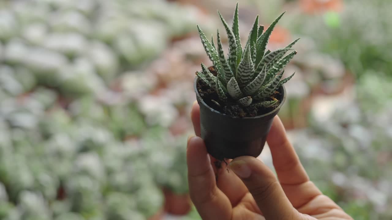 A small succulent plant being held in a hand