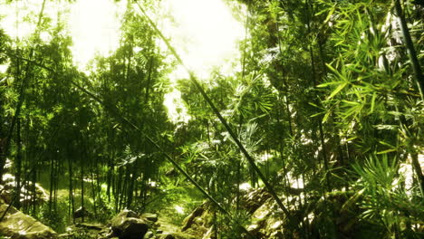 Green-bamboo-forest-in-Hawaii