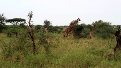 static shot of a tower of giraffes walking through a bushed area in serengeti