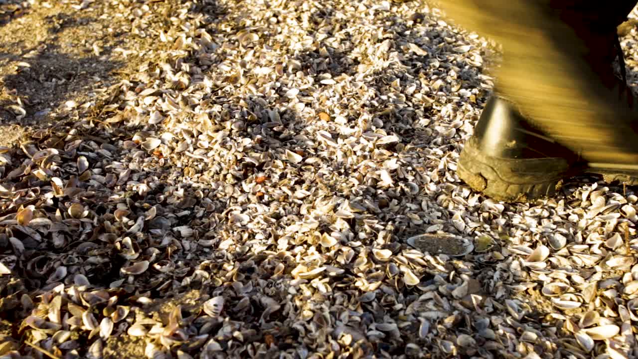 persona caminando sobre montones de conchas de mejillones muertos
