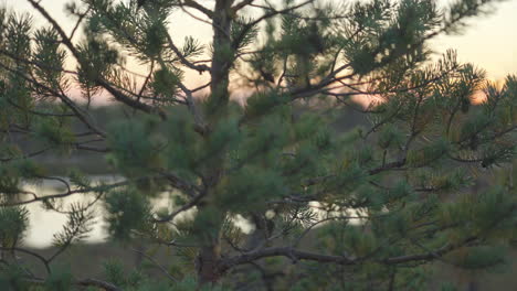 Cinematic-smooth-gimbal-shot-gliding-past-trees-during-a-stunning-sunset-near-a-serene-lake