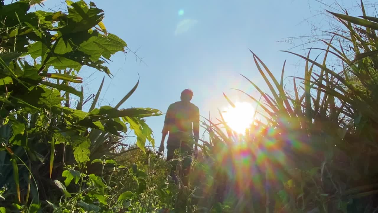 높은 풀 초목을 통해 궁금해하는 사람의 영감을 주는 낮은 각도