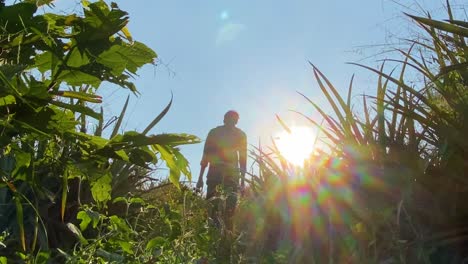 Inspirational-low-angle-view-of-man-wondering-through-high-grass-vegetation