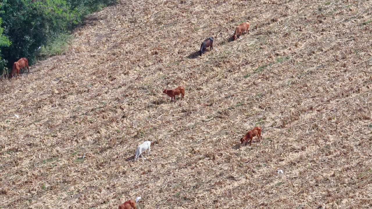 Droneoptagelse i høj vinkel viser magre køer, der græsser på en tør, brun mark i Khao Yai
