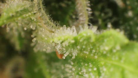 detail of fresh green medical marihuana flower creating big bud with pistils, stigmas and trichomes in form of crystals containing high amounts of thc and cannabinoids