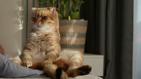 ginger scottish fold cat sitting on a bed