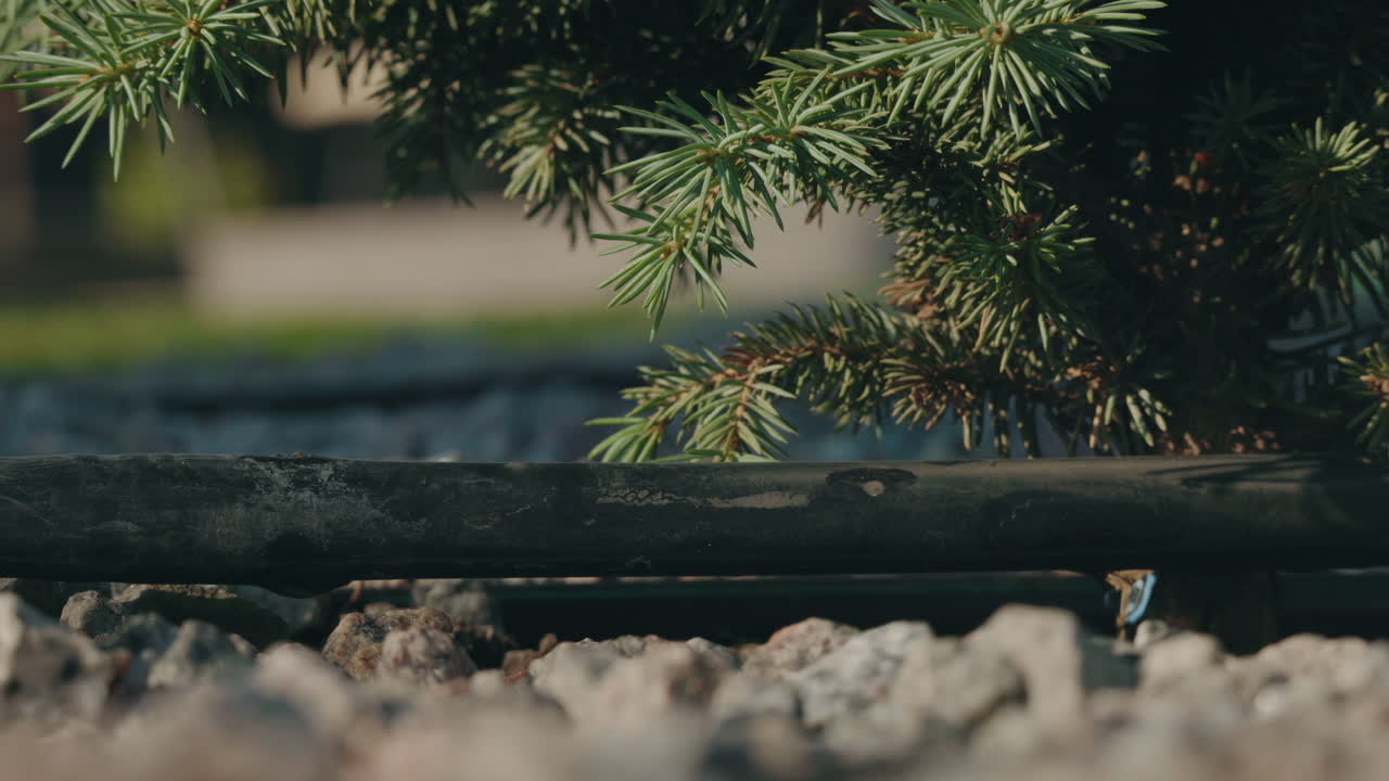 Closeup of a tree and irrigation system