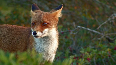 playful watchful red fox observing surroundings, golden hour sunshine, static