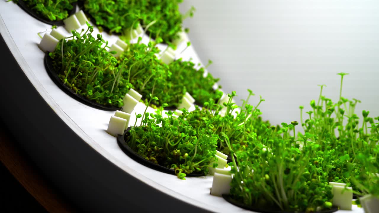 원형 수확 미세 초록소 재배 시스템