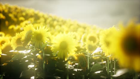 Campo-De-Girasoles-En-Una-Cálida-Tarde-De-Verano