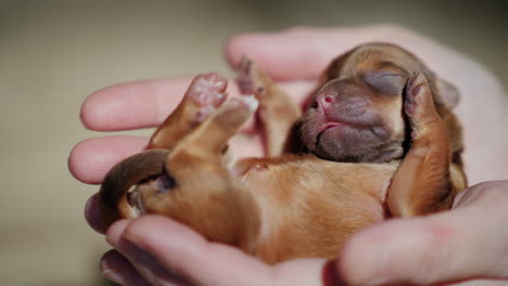 A-Man-Holds-A-Newborn-Puppy-In-The-Palm-Of-His-Hand-03