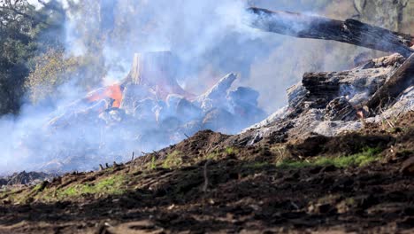 Tote-Baumstämme-In-Der-Kontrolle-Brennen-Haufen-Rauch-Flammen