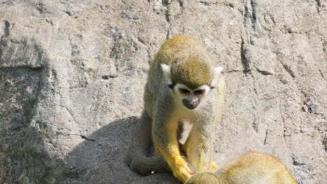 a squirrel monkey scratches and grooms its tail in the seoul grand park zoo