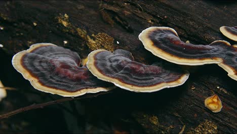 wood ear fungi mushrooms grow in a forest in australia 1