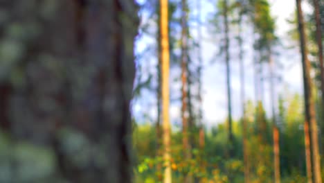 dof from tree trunk to conifer trees in ruovesi, finland