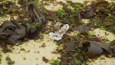 Aluminium-foil-mixed-with-furbellow-algaes-in-the-beach-of-Matosinhos-in-Porto,-Portugal