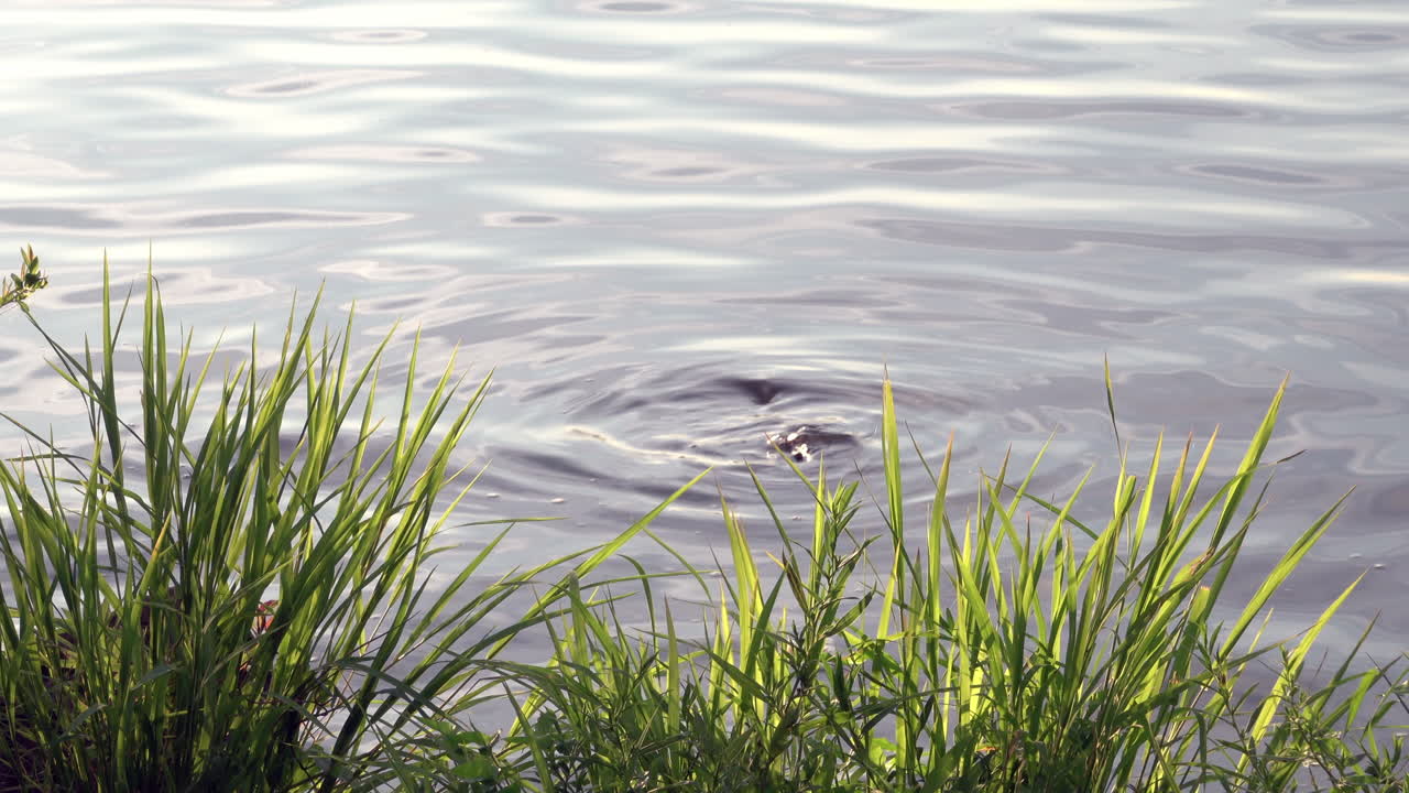 여름철에 호수의 바위 주변에 잔물결이 일다
