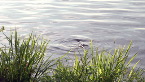 ripples around a rock in a lake in the summer time