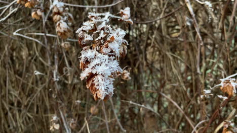 Primer-Plano-De-Una-Rama-Congelada-Cubierta-De-Hielo-Que-Sobresale-Del-Arbusto-En-Diciembre