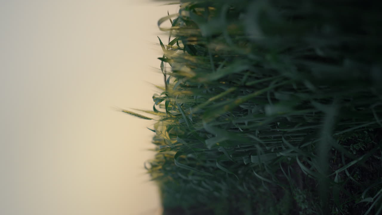 тёмный пейзаж пшеничного поля вечером. близкий взгляд на незрелые шипы, растущие на сельскохозяйственных угодьях.