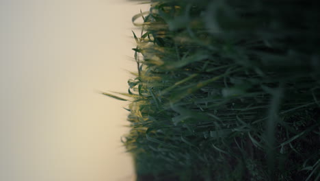 Dim-landscape-wheat-field-on-evening.-Closeup-unripe-spikelets-growing-farmland.