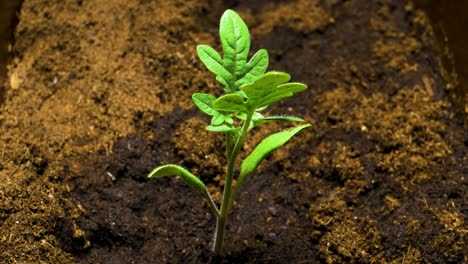 Timelapse-of-fresh-green-tomato-sprout-turning-while-growing,-growing-plant-in-brown-pot-with-peat-in-time-lapse,-home-grown-green-food,-close-up-shot-slow-zoom-in