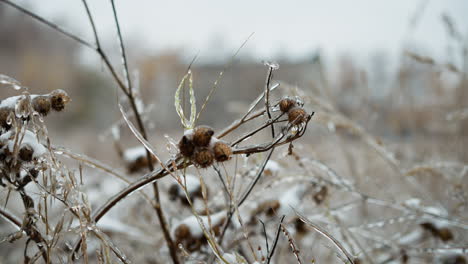 cluster of frosted grass stems and plants covered with glistening ice and snow, capturing intricate frozen details and delicate textures in a serene winter scene with soft blurred natural background