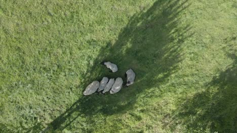 sheep from above standing on a field eating grass