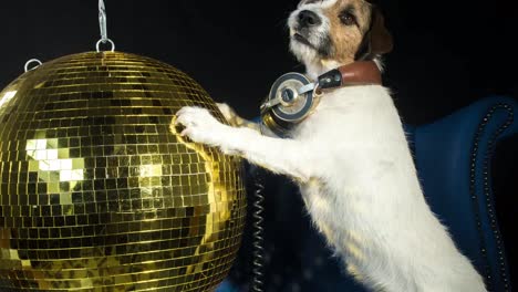 Hund-Gold-Disco-4k-09