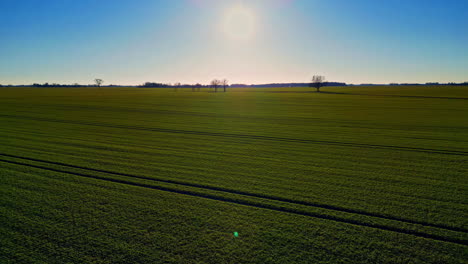 Wunderschöne-Aufnahme-Eines-Grünen-Pflanzfeldes-Mit-Sonne-Und-Bäumen-Am-Horizont