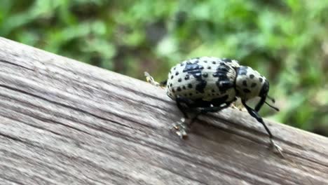 Weevil-Walking-Macro-Shot-Side-View