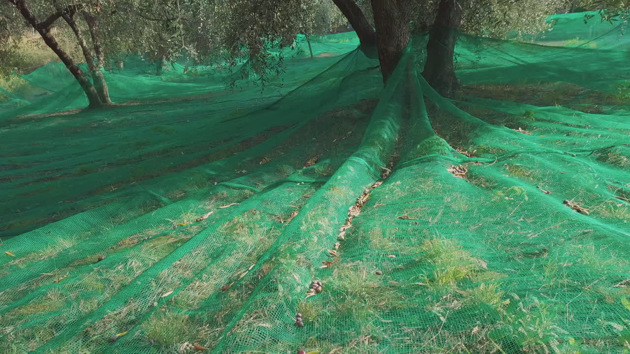 Harvest olive trees cultivation