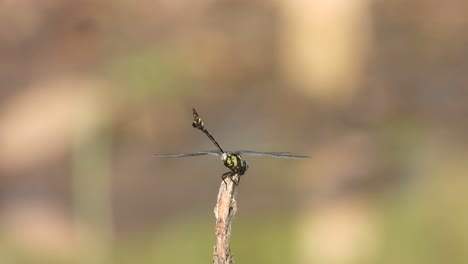 Libélula-Tigre-Esperando-Orar-En-El-área-Del-Estanque