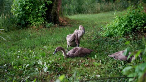 Junge-Schwäne-Am-Ufer-Des-Teiches-Fressen-Grünes-Gras