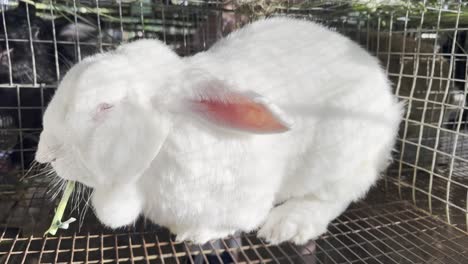 primer plano de conejo blanco comiendo en jaula