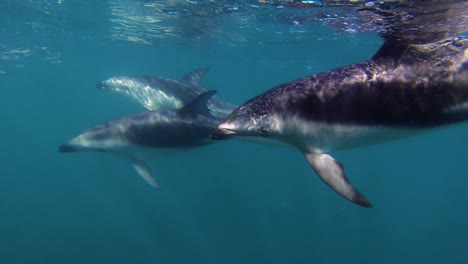 close shot of a dolphins pod chasing anchovies ball fish, under water shot