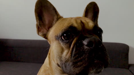 french bulldog face close-up