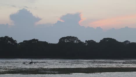 birds stand in a wetlands as sun sets with orange colors in the background