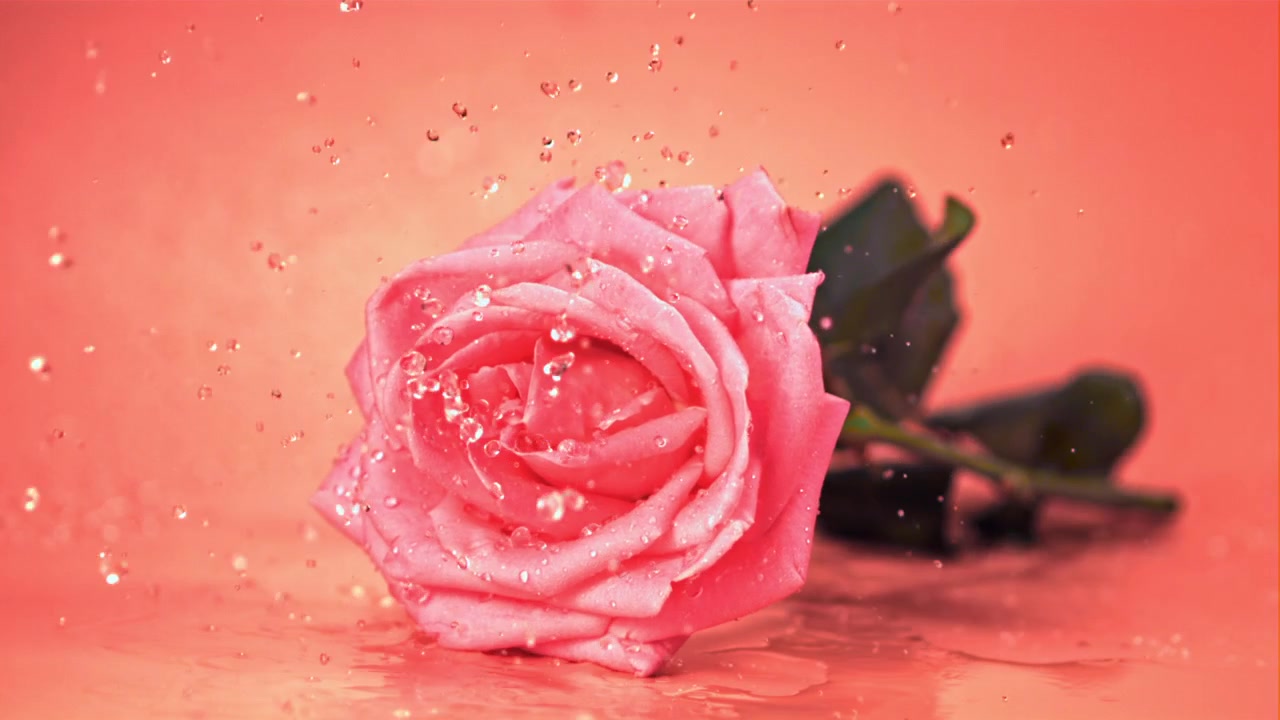 Rose rose tombant et éclaboussant l'eau au ralenti