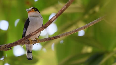 The-Silver-breasted-Broadbill-is-a-famous-bird-in-Thailand,-both-local-and-international