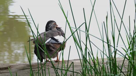 Seen-scratching-and-shaking-its-feathers-to-dry-up,-White-winged-Duck-Asarcornis-scutulata,-Thailand