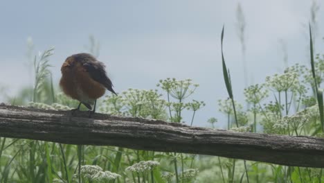 portrait of a perched american robin during summer