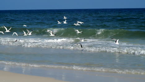 seagulls flying over crashing ocean waves