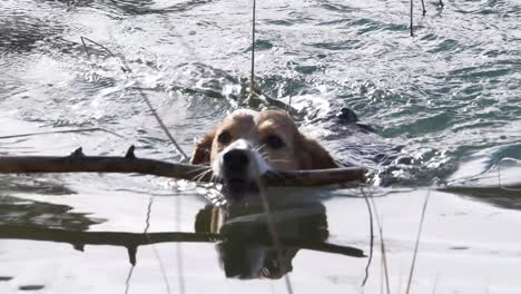 Perro-Beagle-Nada-En-El-Agua-Sosteniendo-Un-Palo-De-Madera-Con-Dientes