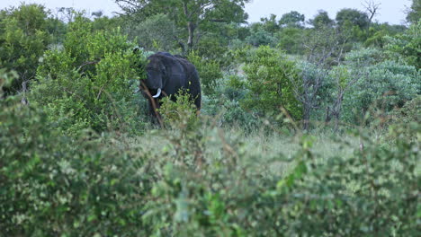 Ein-Wunderschöner-Elefant,-Der-Durch-Die-Büsche-Des-Sabi-Sands-Wildreservats,-Südafrika,-Geht---Aus-Der-Nähe