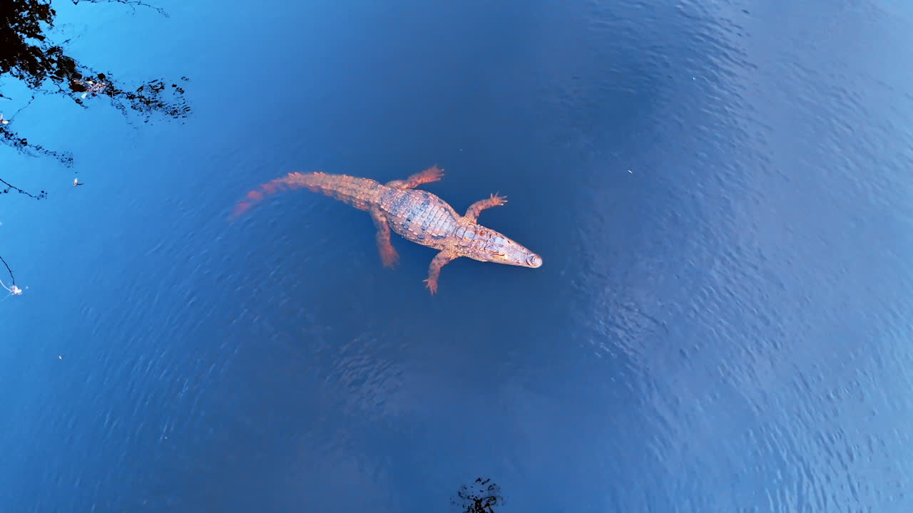 Crocodile floating in the water surface. Aerial perspective on the relaxed alligator in the river.
